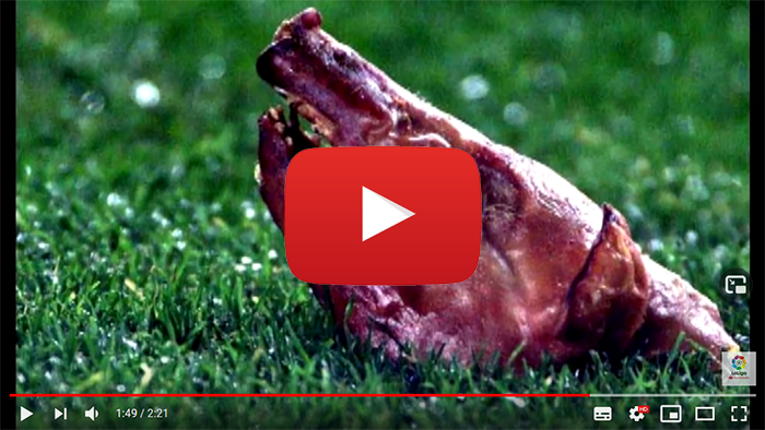 Luis Figo świński łeb Camp Nou